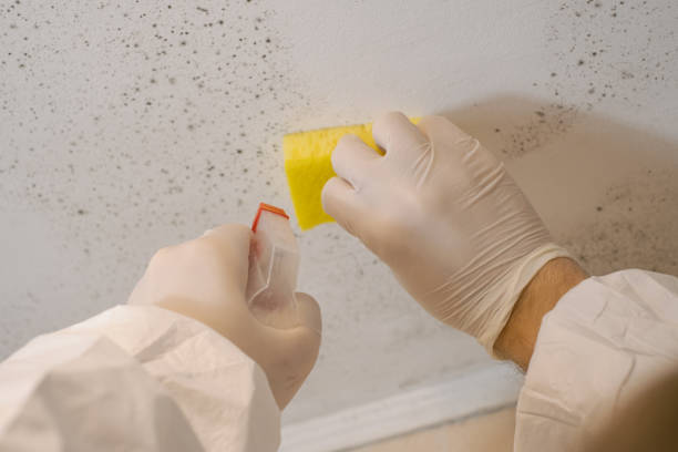 Best Attic Mold Removal  in Stonecrest, GA