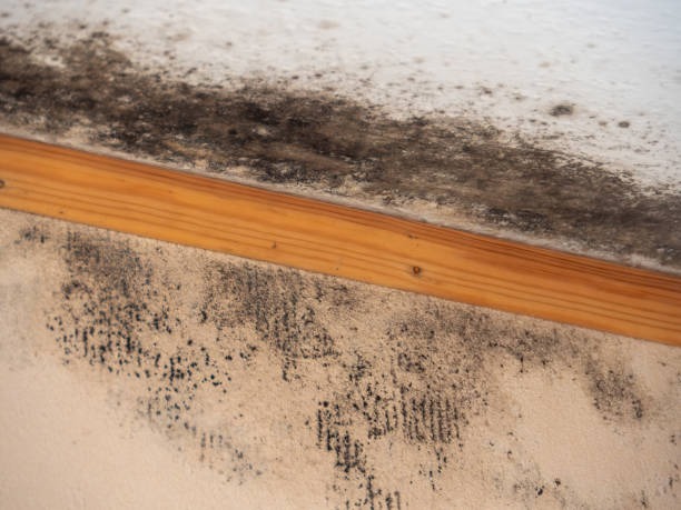 Best Mold-Related Health Consultation  in Stonecrest, GA